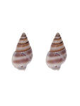 Beach Conch Sea Shell Tiny Natural Stud Earrings